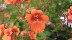 Flowers nature multicolor