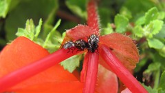 Flowers nature multicolor