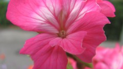 Flowers nature multicolor