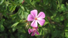 Flowers nature multicolor