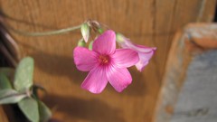 Flowers nature multicolor