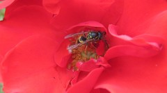 Flowers nature multicolor