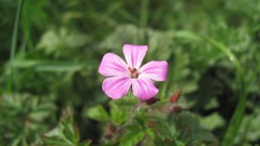 Flowers nature multicolor