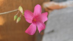 Flowers nature multicolor