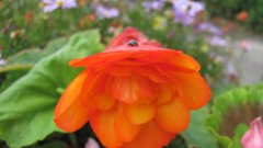 Flowers nature multicolor