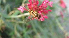 Flowers nature multicolor