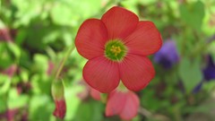 Flowers nature multicolor