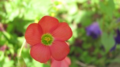 Flowers nature multicolor