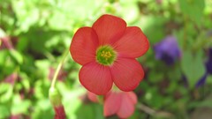 Flowers nature multicolor