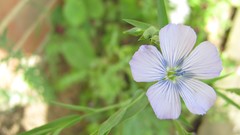 Flowers nature multicolor