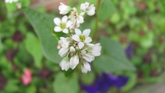 Flowers nature multicolor