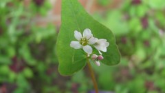 Flowers nature multicolor