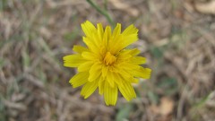 Flowers nature multicolor