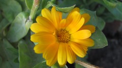 Flowers nature multicolor