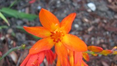 Flowers nature multicolor