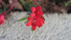 Flowers nature multicolor