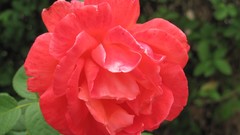 Flowers nature multicolor