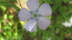 Flowers nature multicolor