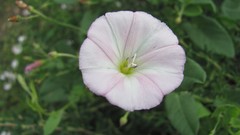 Flowers nature multicolor