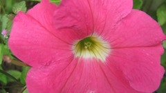 Flowers nature multicolor