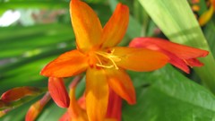 Flowers nature multicolor