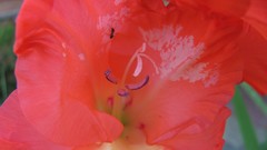 Flowers nature multicolor