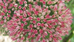 Flowers nature multicolor