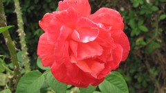 Flowers nature multicolor