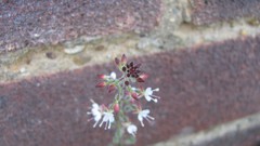 Flowers nature multicolor