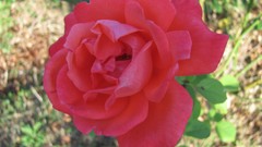 Flowers nature multicolor