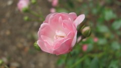 Flowers nature multicolor