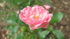 Flowers nature multicolor