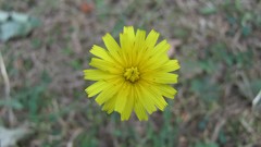 Flowers nature multicolor