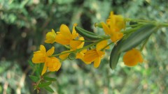 Flowers nature multicolor