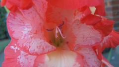 Flowers nature multicolor