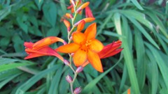 Flowers nature multicolor