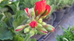 Flowers nature multicolor