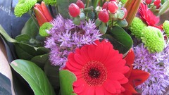 Flowers nature multicolor