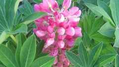 Flowers nature multicolor