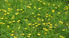 Flowers nature multicolor