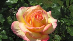 Flowers nature multicolor