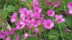 Flowers nature multicolor