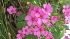 Flowers nature multicolor