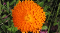 Flowers nature multicolor