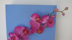 Flowers nature multicolor