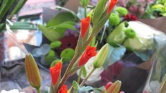 Flowers nature multicolor