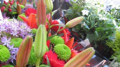 Flowers nature multicolor