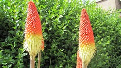 Flowers nature multicolor