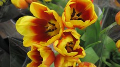 Flowers nature multicolor