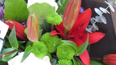 Flowers nature multicolor